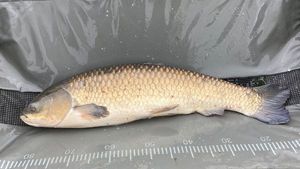 Grass Carp