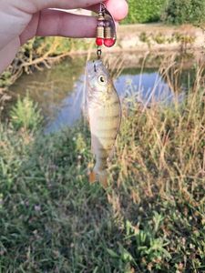 European Perch