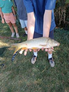 Common Carp