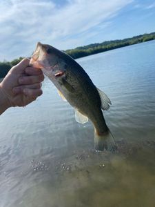 Largemouth Bass