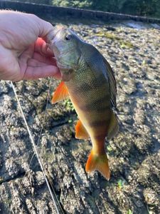 European Perch