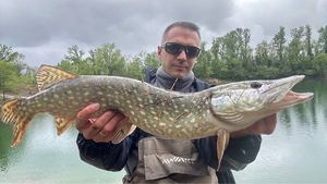 Northern Pike