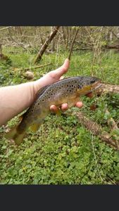 Brown Trout