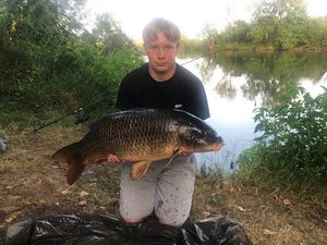 Common Carp