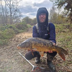 Mirror Carp