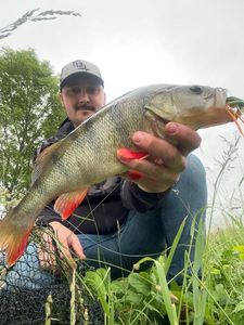 European Perch