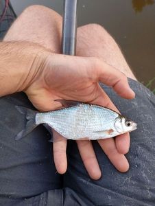White bream