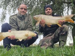 Common Carp