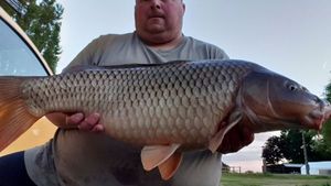 Common Carp