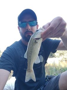 Largemouth Bass