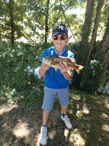 Largemouth Bass