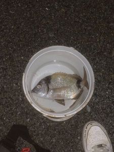 Common Two-banded Seabream