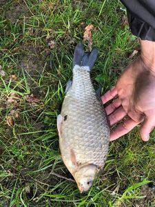 Crucian Carp