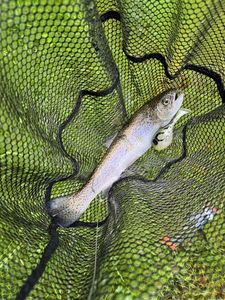Rainbow Trout