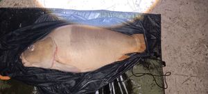 Leather Carp