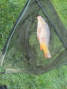 Mirror Carp