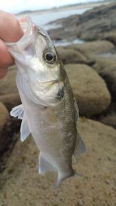 European Bass (Seabass)