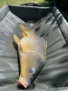 Leather Carp