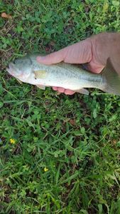 Largemouth Bass