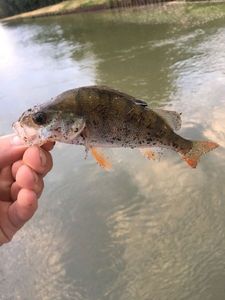 European Perch