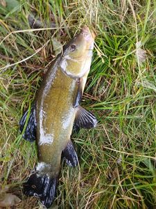 Tench
