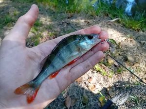 European Perch
