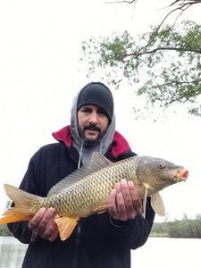 Common Carp