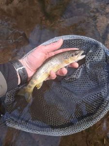 Brown Trout