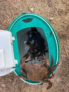 Velvet Swimming Crab