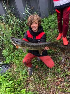 Northern Pike