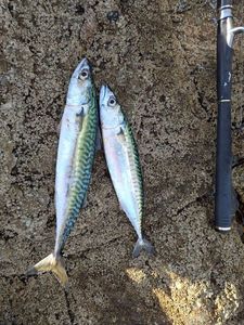 Mackerel