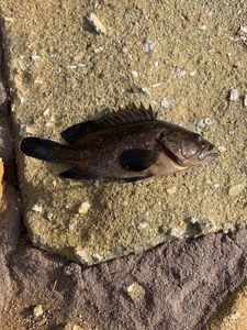 Ballan Wrasse