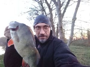 European Perch