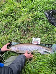 Rainbow Trout