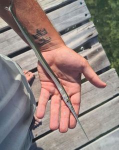 Keeltail Needlefish