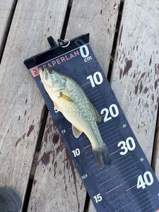 Largemouth Bass