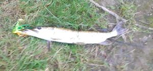 Northern Pike