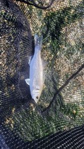 European Bass (Seabass)