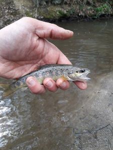 Brown Trout