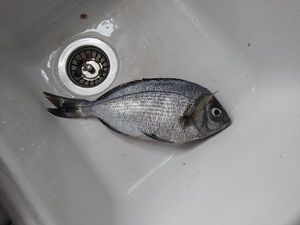 Black Seabream