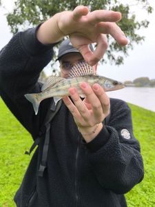 Zander