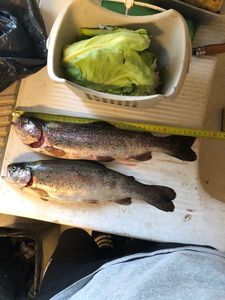 Rainbow Trout