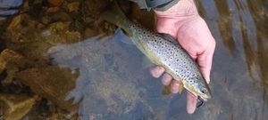 Brown Trout