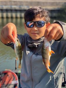 European Perch