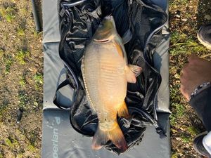 Mirror Carp
