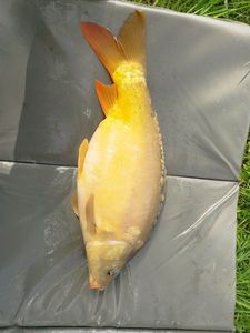 Mirror Carp