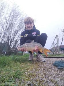 Common Carp