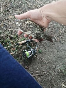 Crucian Carp