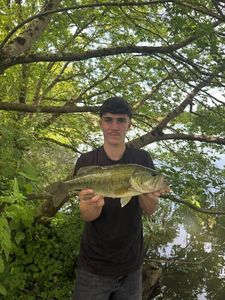 Largemouth Bass