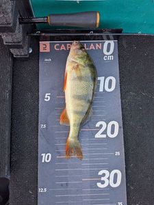 European Perch